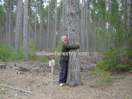 Red Pine Tree Hugger
